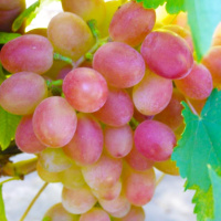 Саженцы винограда Розалинда