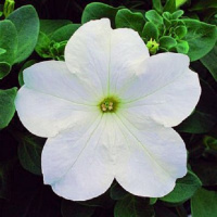 Петуния Ультра F1 1000 дражированных семян белая, Syngenta Flowers