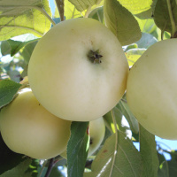 Яблоня Папировка ранняя