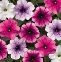 Петуния Ура F1 1000 дражированных семян смесь с прожилками, Syngenta Flowers