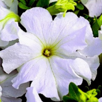 Петуния Ультра F1 1000 дражированных семян белая фреш, Syngenta Flowers