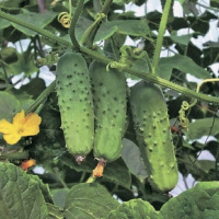 Огурец Соната F1 50 г, Rijk Zwaan