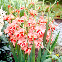 Гладиолус Rose Charm низкорослый Colvillii (10121), De Ree