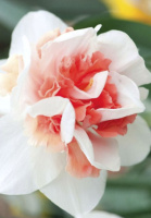 Нарцис Replete 2 шт. махровий, De Ree (10209)