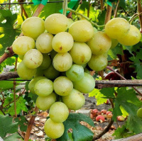 Саженцы винограда Балтимор