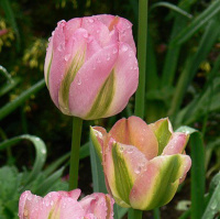 Тюльпан Groenland 3 шт виридифлора, De Ree (10392)