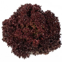 Салат Кармезі 1000 дражованого насіння лолло росо червоний, Rijk Zvaan