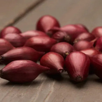 Лук севок арбажейка Электрик красный 500 г, Broer