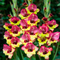 Гладиолус Vasto 3 шт крупноцветковый, De Ree