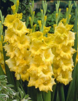 Гладиолус Nova Lux крупноцветковый (10113), De Ree