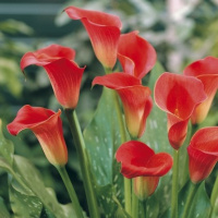 Калла Kasai великоквіткова, De Ree