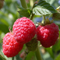 Малина Хімбо Топ червона ремонтантна