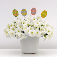 Петуния Изи Вейв F1 100 дражированных семян ампельная белая, Pan American flowers