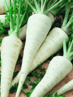 Петрушка Арат 50 г коренева, Bejo Zaden