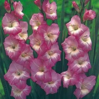 Гладиолус Royal Dutch 3 шт крупноцветковый, De Ree