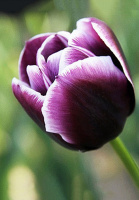 Тюльпан триумф Jack Pot (10267)