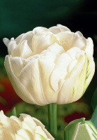 Тюльпан махровый многоцветковый Cardinal Mindszenty (10243)