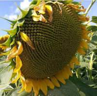 Альдазор стандарт соняшник, Semences