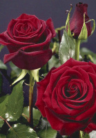 Роза Блек Меджик чайно-гібридна