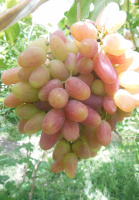 Саженцы винограда Преображение