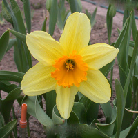 Нарцисс Fortissimo 2 шт корончатый De Ree(10337)