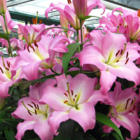 Лилия Brusago гигант высокорослая, De Ree