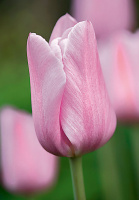 Тюльпан Don Quichotte 3 шт триумф, De Ree (10306)