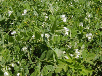 Горох посівний Альфа ваговий