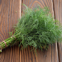 Кріп Геркулес 100 г кущовий середньоранній, de Saat