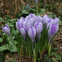 Крокус Vanguard 5шт крупноцветковый De Ree (10500)