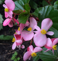 Бегония Бада Бум F1 1000 дражированных семян малиновая, Syngenta Flowers
