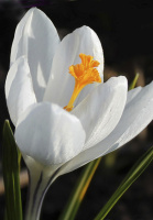 Крокус Jeanne d'Ark 5 шт крупноцветковый De Ree (10191)