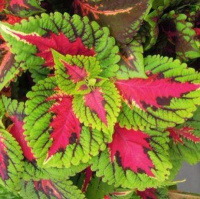 Колеус Блюма Конг лососево-розовый 100 семян, Pan American flowers