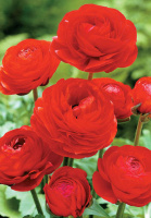 Лютик червоний 3 шт