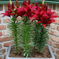 Лилия Cavoli азиатская низкая, De Ree