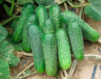 Огурец Маша F1 250 шт партенокарпический, Seminis