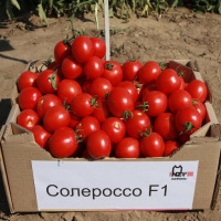 Томат Солероссо F1 25000 шт кустовой, ранний, Nunhems Zaden