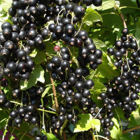 Смородина Краса Львова чорна середньопізня