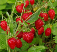 Суниця Алі-Баба 1000 насінин ремонтантна, Hем Zaden