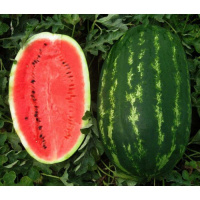 Арбуз Карнак F1 100 шт раннеспелый, United Genetics