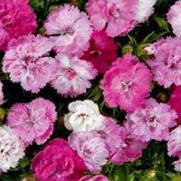 Гвоздика турецкая Династия F1 100 дражированных семян смесь, Pan American flowers