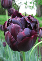 Тюльпан  Black Hero 3 шт махровый, De Ree (10250)