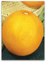 Диня Золотиста вагова середньостигла