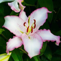 Лилия Brasilia ориентальная, De Ree