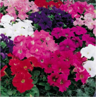 Петуния Ультра F1 1000 дражированных семян смесь с прожилками, Syngenta Flowers