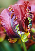 Тюльпан попугаевидный Rococo (10262)