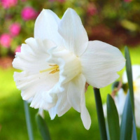 Нарцисс Mount Hood 2 шт корончатый De Ree (10438)