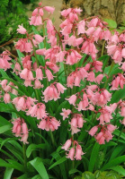 Гіацинтоїдес 5 шт рожевий De Ree (10325)