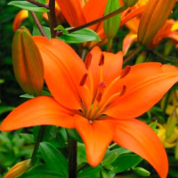 Лилия Castello-Elite азиатская, De Ree