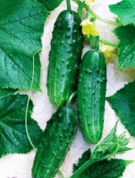 Огурец Наташа F1 1000 шт, Seminis